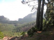 Pine forest in the mist of the Teide volcano